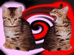                                           Les tit chats