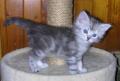 Les chats