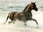 Les chevaux !!!