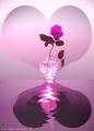 Une rose